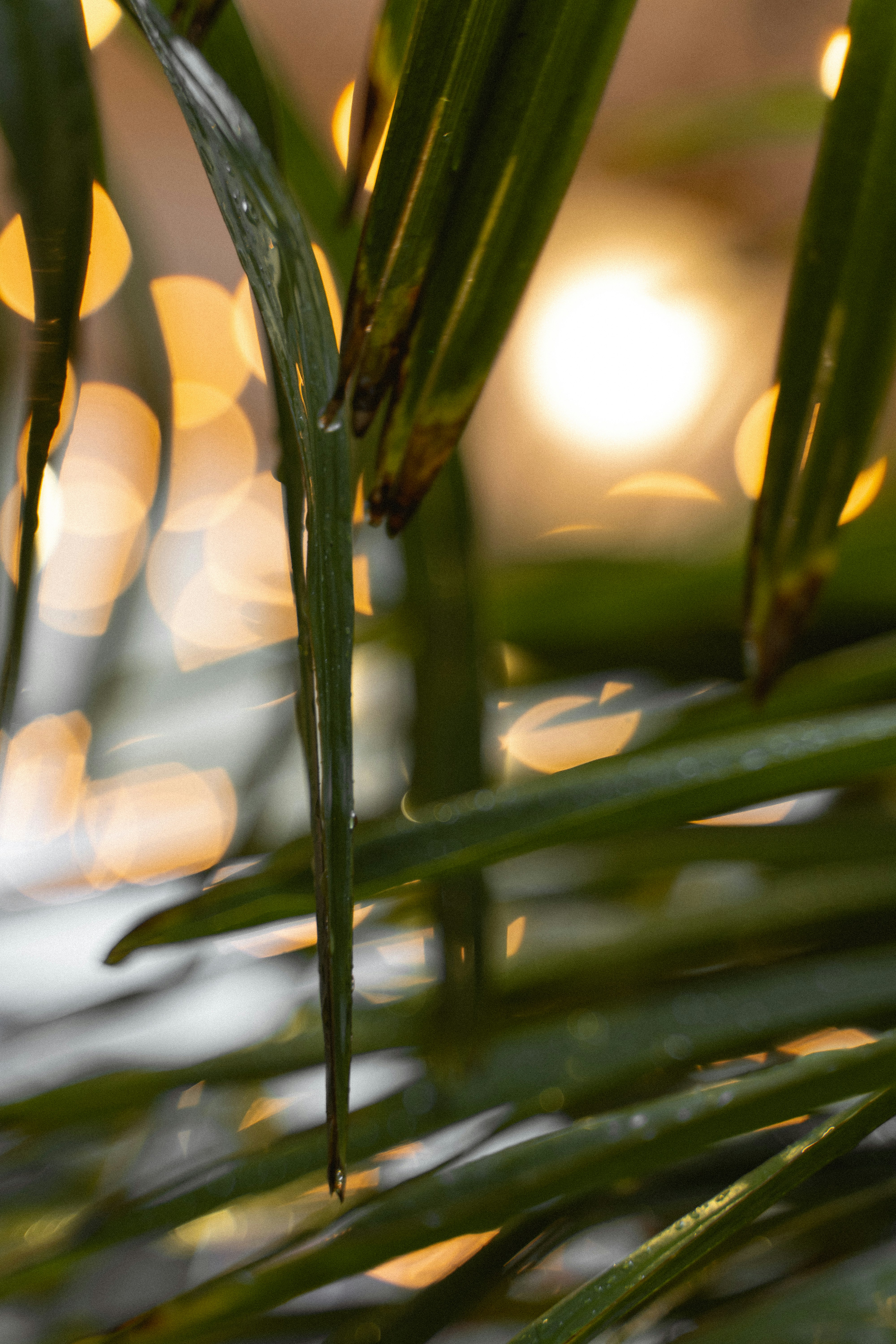 green plant in close up photography